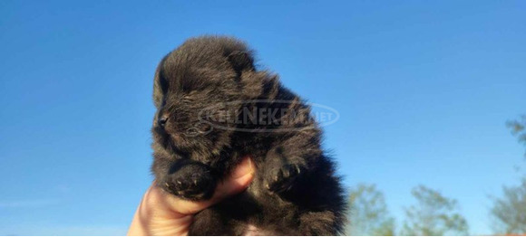 Pomerániai spitz kölykök - 3/12