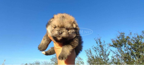 Pomerániai spitz kölykök - 4/12