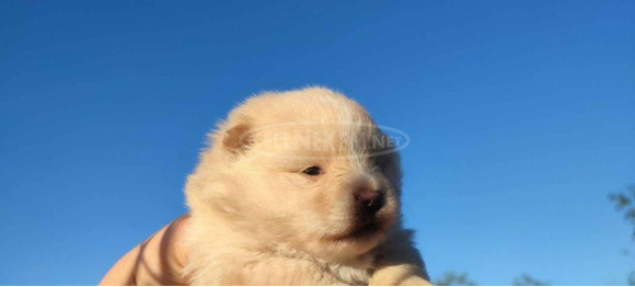Pomerániai spitz kölykök - 5/12