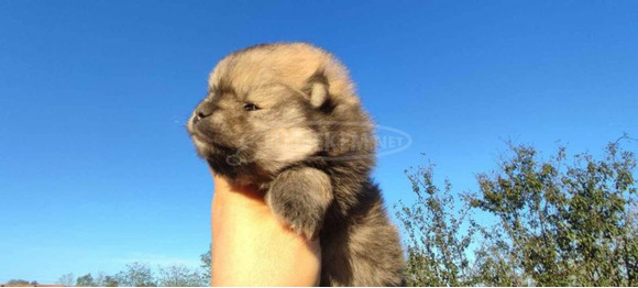 Pomerániai spitz kölykök - 6/12