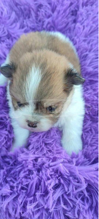 Pomerániai spitz kölykök - 7/12