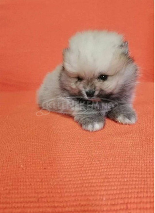 Pomerániai spitz kölykök - 8/12