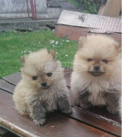Pomerániai spitz kölykök - 9/12