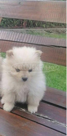 Pomerániai spitz kölykök - 11/12
