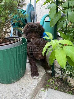 lagotto romagonolo