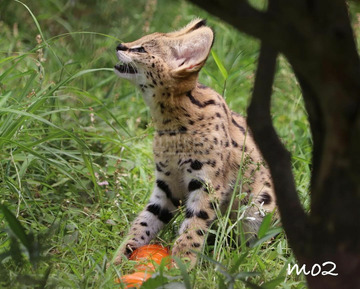 Serval cicák eladók