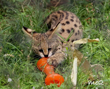 Serval cicák eladók