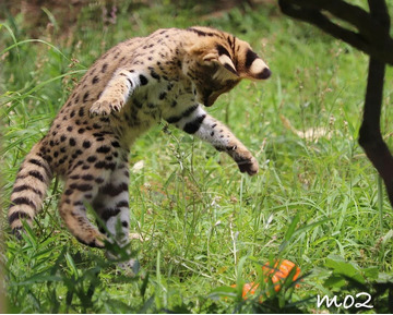 Serval cicák eladók