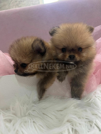 Pomerániai BOO kölykök - 4/5