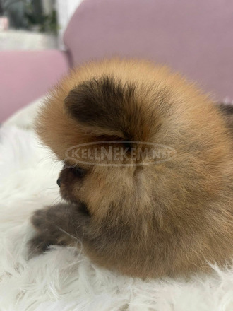 Pomerániai BOO kölykök - 5/5
