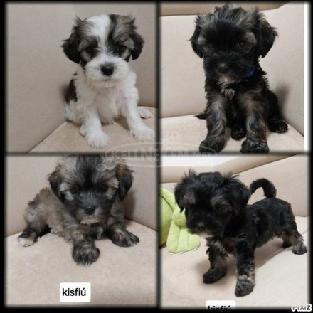 Bichon Havanese - 1/1