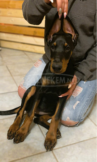 Eladó Dobermann kiskutyák