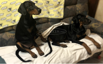 Eladó Dobermann kiskutyák