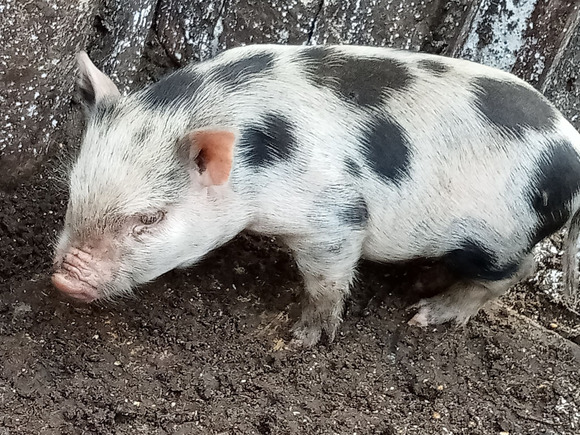 Törpe malacok eladók!! - 6/8
