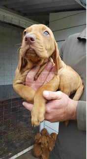 Törzskönyvezett szülőktől magyar vizsla kölykök Törzskönyvezett szülőktől magyar vizsla kölykök