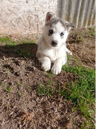 Husky - 2/3