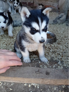 Husky
