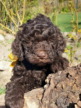 lagotto romagonolo - 4/5