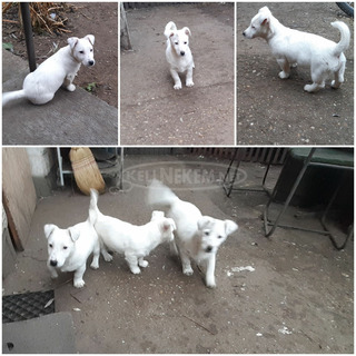 jack russell terrier kiskutyák jack russell terrier kiskutyák