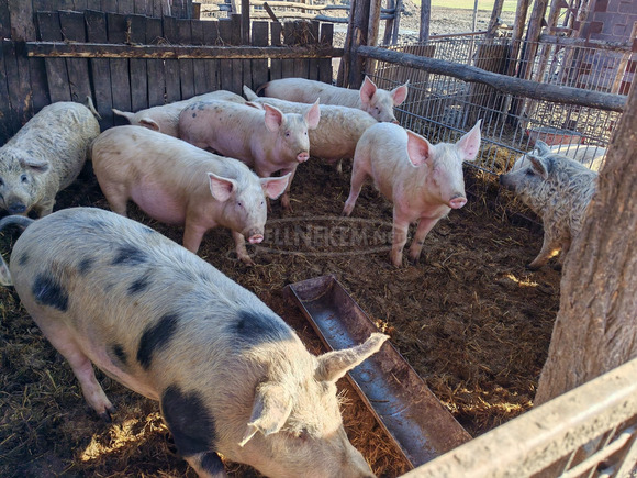 Tanyasi sertés állomány - 5/10