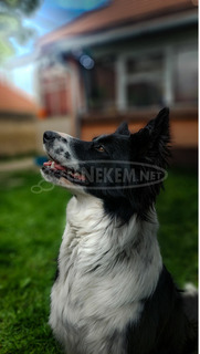 Fajtiszta border collie kiskutyák