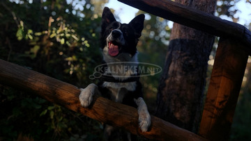 Fajtiszta border collie kiskutyák