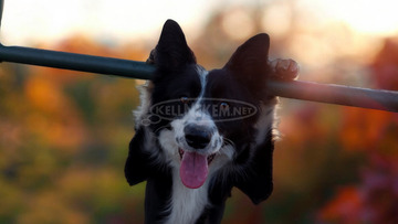 Fajtiszta border collie kiskutyák