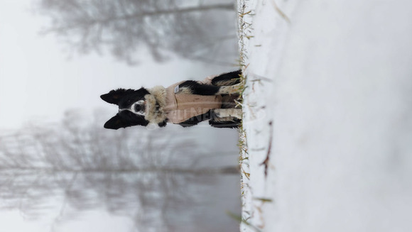 Fajtiszta border collie kiskutyák - 4/4
