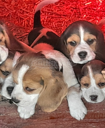 Beagle - 1/1