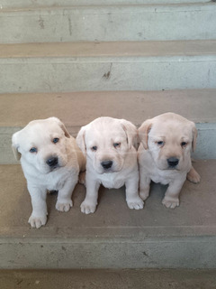 labdaror kiskutya labdaror kiskutya