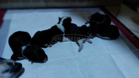 Fajtiszta border collie kiskutyák, kölykök - 1/7