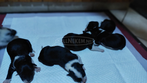 Fajtiszta border collie kiskutyák, kölykök - 2/7