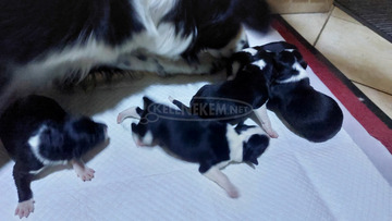 Fajtiszta border collie kiskutyák, kölykök