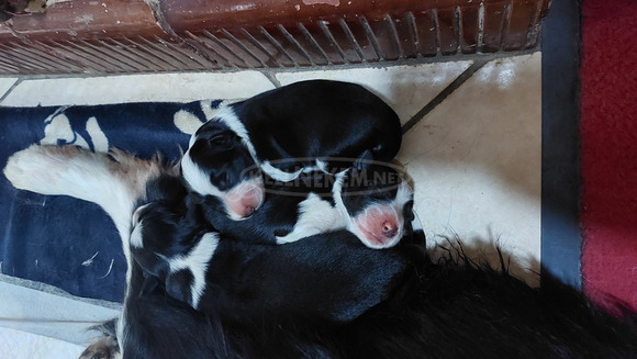 Fajtiszta border collie kiskutyák, kölykök - 4/7