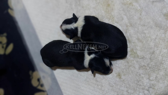 Fajtiszta border collie kiskutyák, kölykök - 5/7