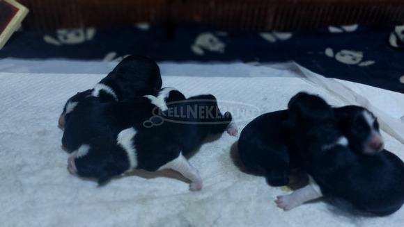 Fajtiszta border collie kiskutyák, kölykök - 6/7