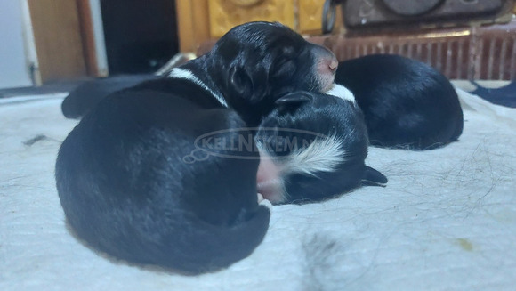 Fajtiszta border collie kiskutyák, kölykök - 7/7