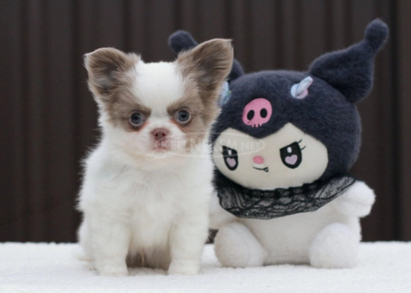 charming male Chihuahua with a pristine white coat - 1/2