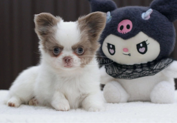 charming male Chihuahua with a pristine white coat - 2/2
