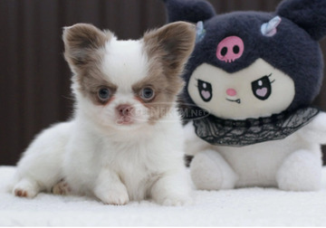 charming male Chihuahua with a pristine white coat