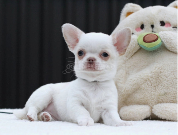 adorable female Chihuahua with a white coat - 1/2
