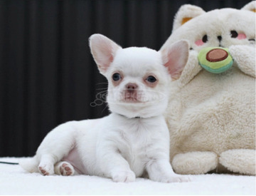 adorable female Chihuahua with a white coat