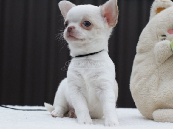 adorable female Chihuahua with a white coat - 2/2