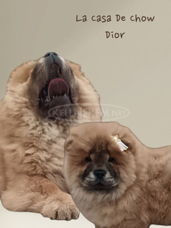 Csau csau / Chow Chow