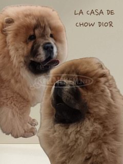 Csau csau / Chow Chow