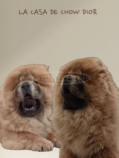 Csau csau / Chow Chow