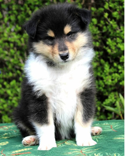 Collie(Skót juhász) kiskutyák