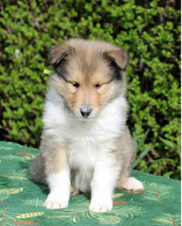 Collie(Skót juhász) kiskutyák