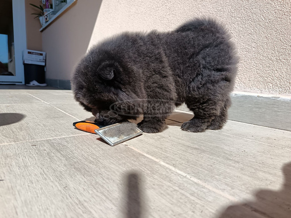 Törzskönyves Csau csau kiskutya elérhető - 8/12