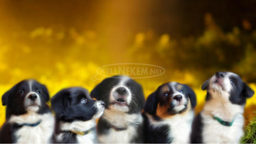 Border collie kölykök gazdit keresnek